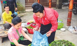 Phụ nữ người Thái hái hoa ban để trữ cho mùa sau