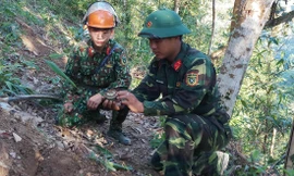Chiến sĩ Lữ đoàn Công binh 543 đang dò gỡ bom mìn tại Lào Cai. Ảnh: Đ.D.T