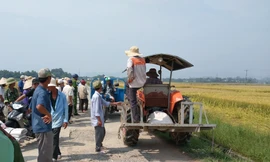 Nông dân Hương Long đổ ra đồng chầu chực chờ thuê máy gặt lúa