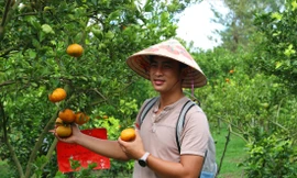 Quýt hồng năm nay được dự báo khan hiếm hàng phục vụ Tết