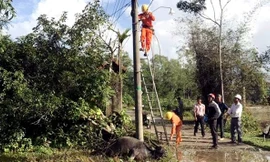 Hiện trường vụ con trâu bị điện giật chết xảy ra ở xã Lộc Tiến - Ảnh: Dân Việt