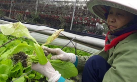 Mưa to thất thường trong dịp Tết khiến người trồng rau bị thiệt hại