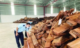 Lực lượng Hải quan TPHCM kiểm tra tang vật gỗ nhập lậu qua cảng Cát Lái 