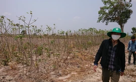 Rừng của Cty Chư Phả bị hủy hoại tan hoang chỉ còn là những bãi đất