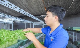 Bí thư Đoàn phường Nguyễn Văn Tiến bên cơ sở trồng rau mầm của mình Ảnh: N.T 