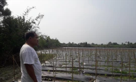 Ông Đoàn Văn Xuân và khu đất đang tận dụng trồng hoa màu của mình 