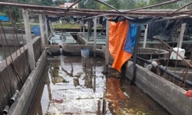 Những bể cá tầm phải bỏ hoang vì người nuôi thua lỗ