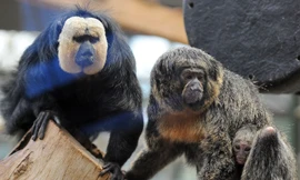 Thế giới muôn màu: Khỉ thích nghe âm thanh đường phố