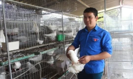 Anh Nguyễn Thế Dũng trong khu nuôi bồ câu Pháp mới triển khai
