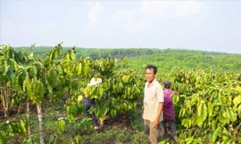 Ông Phú trên đám rẫy bị cấp bìa đỏ cho người khác