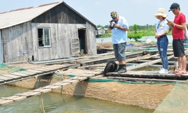 Richard Shearman - du khách đến từ Anh chụp đàn cá