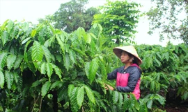 Vườn cà phê bạt ngàn của gia đình chị Khe