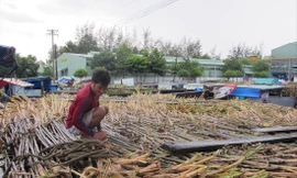 Ngành mía đường đang rơi vào tình cảnh rất khó khăn, nhiều nhà máy nguy cơ đóng cửa