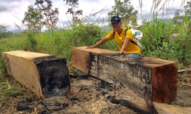 Phóng viên Tiền Phong tiếp tục vào hiện trường phá rừng giáp ranh huyện Ia Pa và Kông Chro lần 2 phát hiện nhiều lóng gỗ bị đốt cháy 