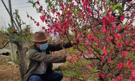 Người dân làng đào Nhật Tân đang cắt tỉa cành, chuẩn bị vụ đào mới