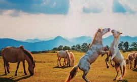 Ngựa bạch Khau Sao Ảnh: XUÂN BA 