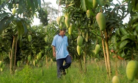 Người dân trồng xoài xuất khẩu ở xã Mỹ Hiệp, huyện Chợ Mới, tỉnh An Giang Ảnh: Cảnh Kỳ 