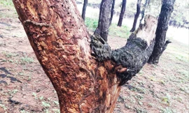 Gần 1.000 cây thông bị bức tử, lấy vỏ trồng lan