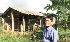 Chuồng bò của ông Hòa bỏ hoang 10 năm nay không kinh doanh được vì ông phải chịu án oan