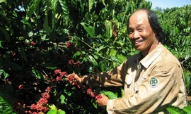 Người dân tỉnh Đắk Lắk thu hoạch cà phê