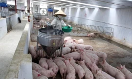 Nhiều trang trại lợn hàng trăm con đang đợi giá thịt lợn tăng cao hơn nữa mới bán Ảnh: Như Ý