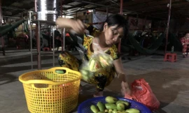 Chị Loan soạn lại mớ trái cây, chuẩn bị cho buổi đi bán dạo