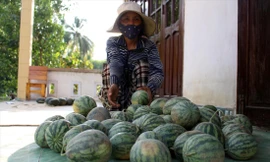 Bà Đặng Thị Kim Hoa ngậm ngùi vì trồng gần 1,5 mẫu dưa chỉ bán được 700 nghìn đồng, số dưa nhỏ chỉ đem đổ cho bò ăn Ảnh: Giang Thanh 