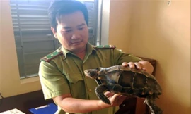 Cá thể rùa núi viền được người dân giao nộp tới Hạt Kiểm lâm TP Kon Tum