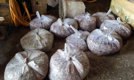 Số vảy cá được người dân đựng trong túi nilon để bán. Ảnh N.H