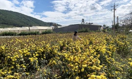 Hoa úa tàn tại vườn vì giá quá thấp