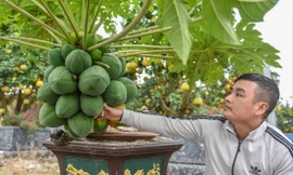 Đu đủ bonsai ở Văn Giang (Hưng Yên)