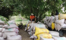 Một thị trường lớn của Việt Nam vừa chào mua thêm 500.000 tấn gạo