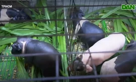 Người dân TPHCM chi tiền triệu nuôi 'hà mã' làm thú cưng