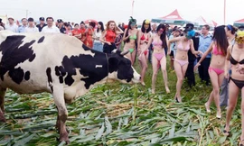 Dàn mẫu gợi cảm trong cuộc thi hoa hậu bò sữa