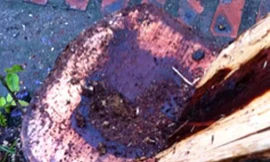 Lợi dụng đêm mưa, sưa tặc lộng hành