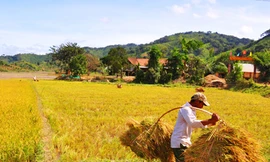Những 'Vua lúa' cao nguyên