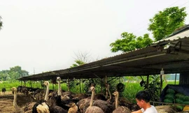 Nuôi đà điểu châu Phi thời COVID-19 hứa hẹn thu nhập trăm triệu đồng/năm