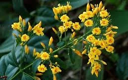 Bị bạn trêu chọc, 2 nữ sinh ở huyện biên giới Quế Phong (Nghệ An) đã hái lá ngón ăn để tự tử. (Ảnh minh họa)