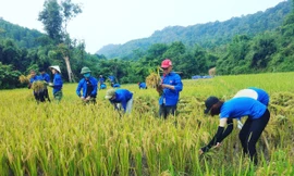 Hàng trăm ĐVTN hăng hái xuống đồng gặt lúa giúp dân.