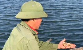 Hàng chục ha tôm ở Nghệ An chết trắng