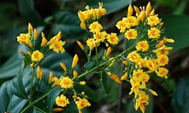 Mâu thuẫn với chồng, thiếu phụ 19 tuổi ăn lá ngón tự tử