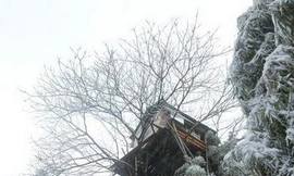 Xây nhà... trên ngọn cây