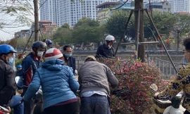 Chiều 30 Tết: Cành đào rẻ như mớ rau, tuyệt nhiên không có cây tiền triệu