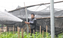 Người trồng hoa, buôn hoa Tết lo ế vì dịch COVID-19