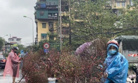 Mưa kéo dài, đào, quất thê thảm rớt giá