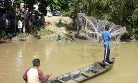 Cá lạ cắn người 'chỉ có thể là cá nóc mít'