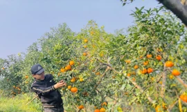 Cam bù vàng rực vào vụ Tết 