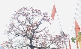 Ngắm cây gạo 150 tuổi được công nhận là cây Di sản Việt Nam ở Nghệ An