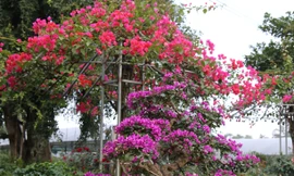 Rực rỡ sắc xuân ở làng hoa Kim Chi (xã Nghi Ân, TP Vinh, Nghệ An).