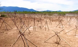 Rừng ngập mặn ở Hà Tĩnh vừa trồng đã chết trắng